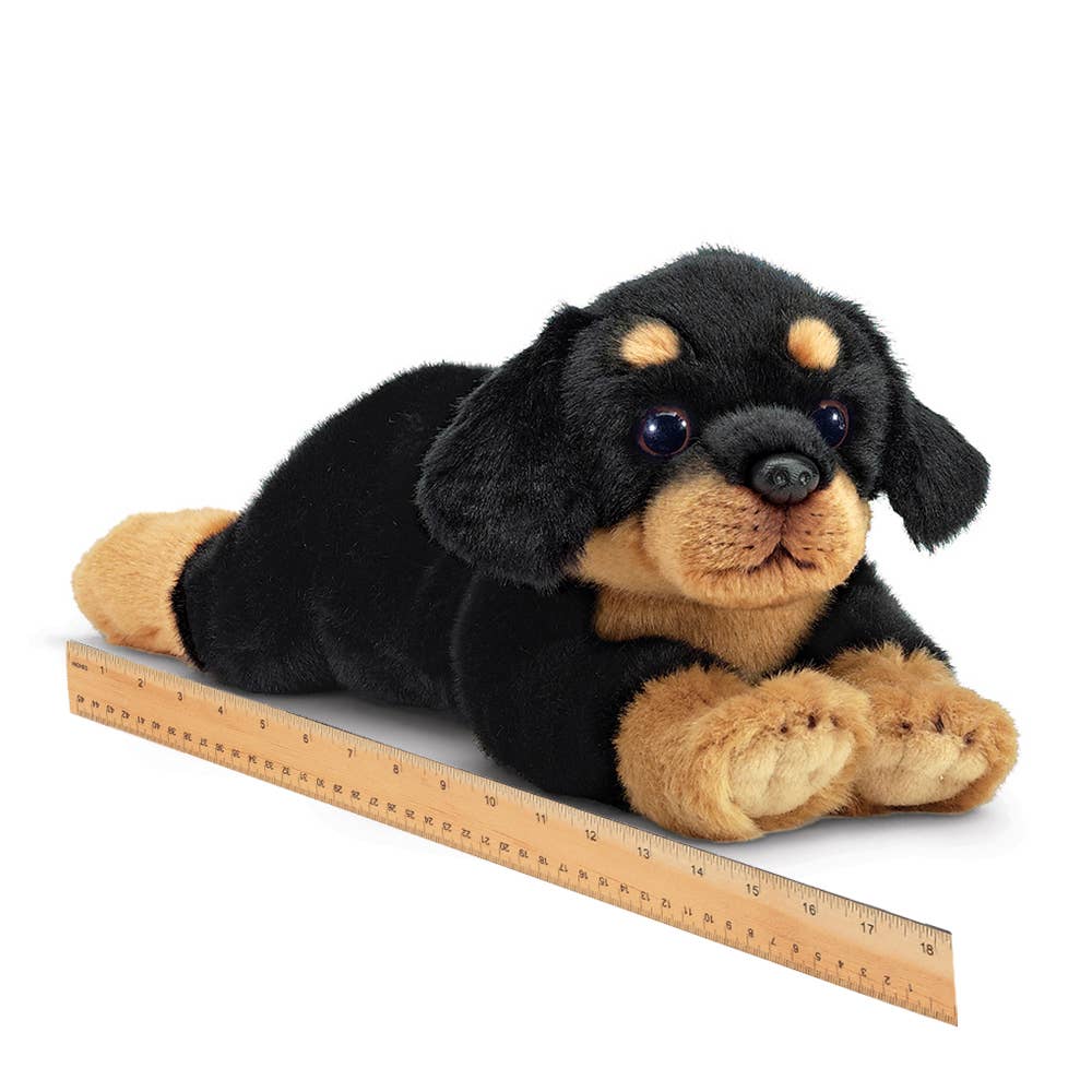 Gunner the Rottweiler