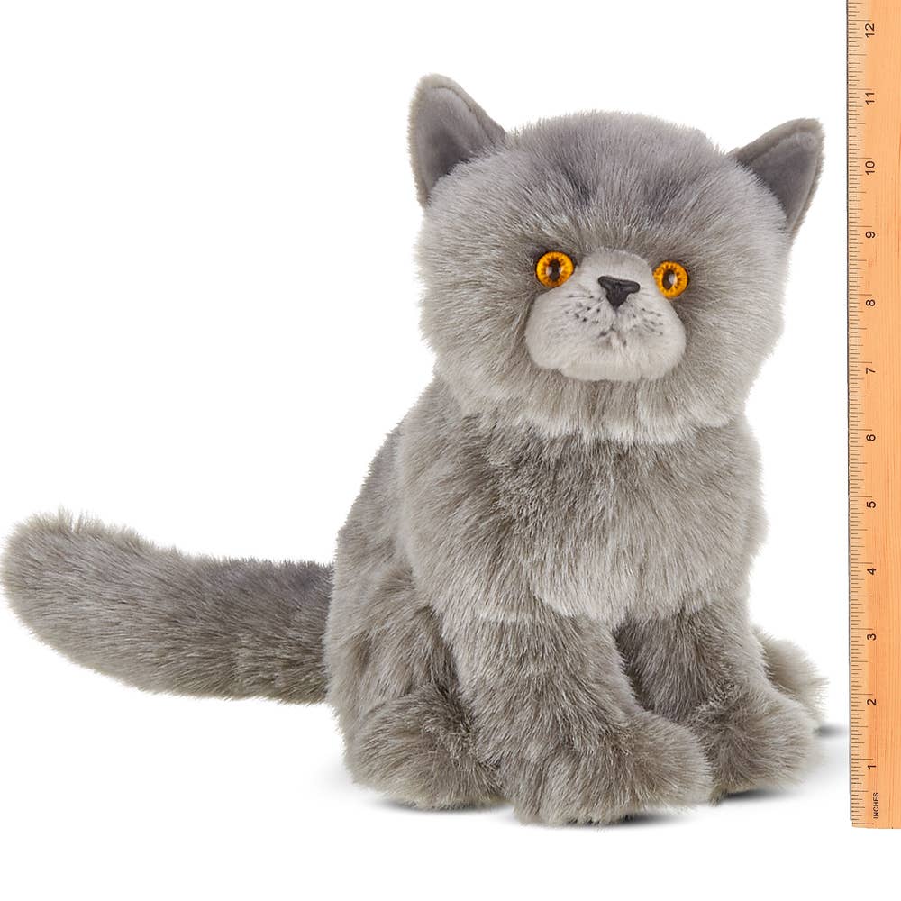 Gordie the Grey Persian Cat